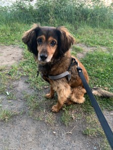 Photo de galerie - Garde chien