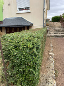 Photo de galerie - Haies couper