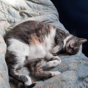 Photo de galerie - Garde chat