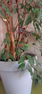 Photo de galerie - Mon chat Zaza