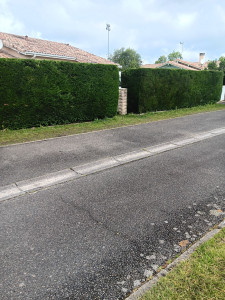 Photo de galerie - Taille de haies 