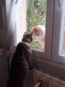 Photo de galerie - Garde animaux