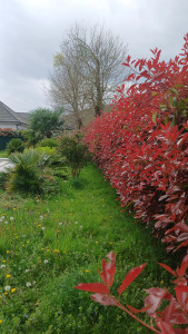 Photo de galerie - Taille de haies et d'arbustes