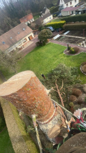 Photo de galerie - Elagage et coupe d'arbres