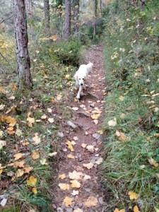 Photo de galerie - Garde chien