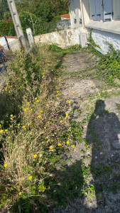 Photo de galerie - Tonte de pelouse - Débroussaillage