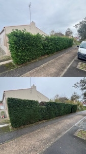 Photo de galerie - Taille de haie de cupressus 