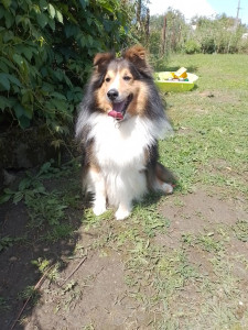 Photo de galerie - Garde animaux