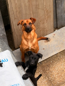 Photo de galerie - Chiens et Chat ??