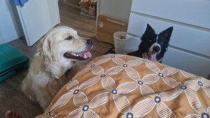 Photo de galerie - Garde chien