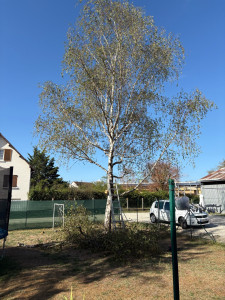Photo de galerie - Elagage et coupe d'arbres