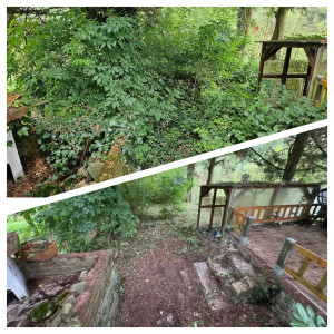 Photo de galerie - Défrichage d'un terrain