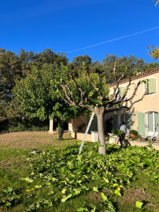 Photo de galerie - Elagage et coupe d'arbres