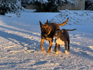 Photo de galerie - Ici, on vit la vraie vie de chien ?❄️
Courir, jouer, profiter entre copains ?