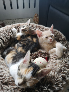 Photo de galerie - Garde animaux