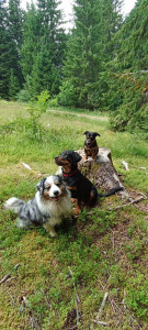 Photo de galerie - Garde chien