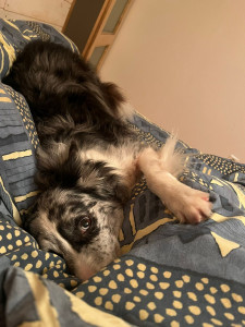 Photo de galerie - Garde chien
