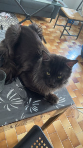 Photo de galerie - Garde chat