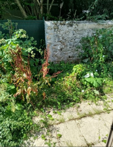 Photo de galerie - AVANT jardin en friche 