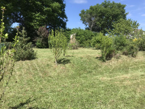 Photo de galerie - Débroussaillage et tonte 