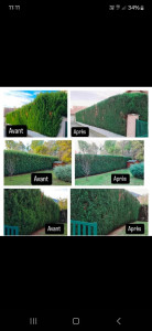 Photo de galerie - Mes réalisations avant et après taille de haie 