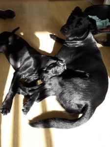 Photo de galerie - Loki et son copain