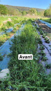 Photo de galerie - Débroussaillage d'un jardin en maraîchage pour un particulier 