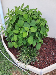 Photo de galerie - Création des bordure 