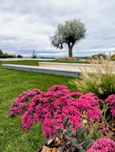 Photo de galerie - Pelouse écologique et résistante : installation d’un gazon qui demande peu d’eau et rend de suite votre jardin incroyable ! Une alternative durable et esthétique au gazon synthétique beaucoup trop à la mode. 