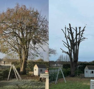 Photo de galerie - Elagage et coupe d'arbres