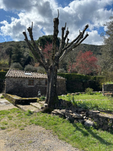 Photo de galerie - Élagage 