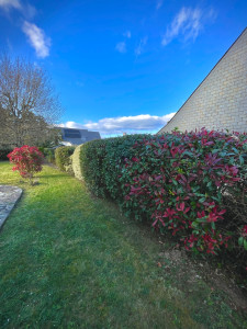 Photo de galerie - Taille de haie