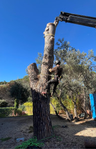 Photo de galerie - Démontage sur griffe à la grue pour ce pin parasol 