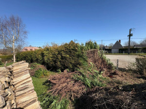 Photo de galerie - Abattage de haie avec évacuation 