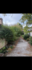 Photo de galerie - Taille de haies et d'arbustes