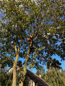 Photo de galerie - élagage du 