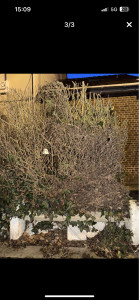 Photo de galerie - Elagage et coupe d'arbres