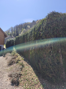 Photo de galerie - Taille de haie 