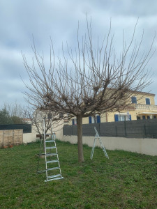 Photo de galerie - Elagage et coupe d'arbres