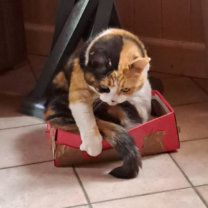 Photo de galerie - Un de mes chats