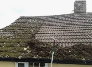 Photo de galerie - Démoussage 