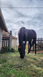 Photo de galerie - Propose promenade a cheval ? dans mon quartier au milieu des champs ou juste pour passer un moment avec un animal doux et apaisant, ou encore apprendre a prendre soin d'un ??