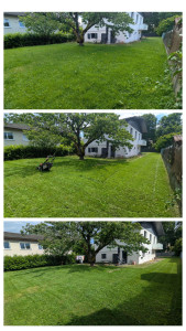 Photo de galerie - Tonte de pelouse - Débroussaillage