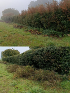 Photo de galerie - Rabattage d'une haie de pyracantha.
