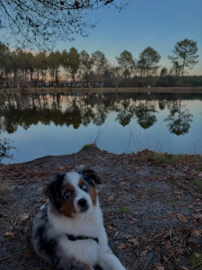 Photo de galerie - Mon berger américain miniature 