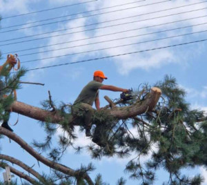 Photo de galerie - Entretien espace Élagage d'arbre Abattage Taille de haie Tante
 de pelouse débrouillage tout entretien du jardin
