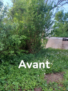 Photo de galerie - Débroussailler, élaguer et couper les arbres