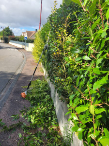 Photo de galerie - Taille de haie 