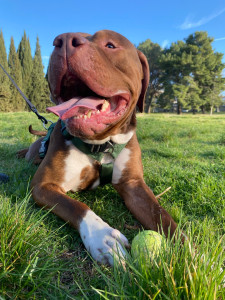 Photo de galerie - Garde d’un bully XL