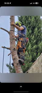 Photo de galerie - Abattage d’un pin